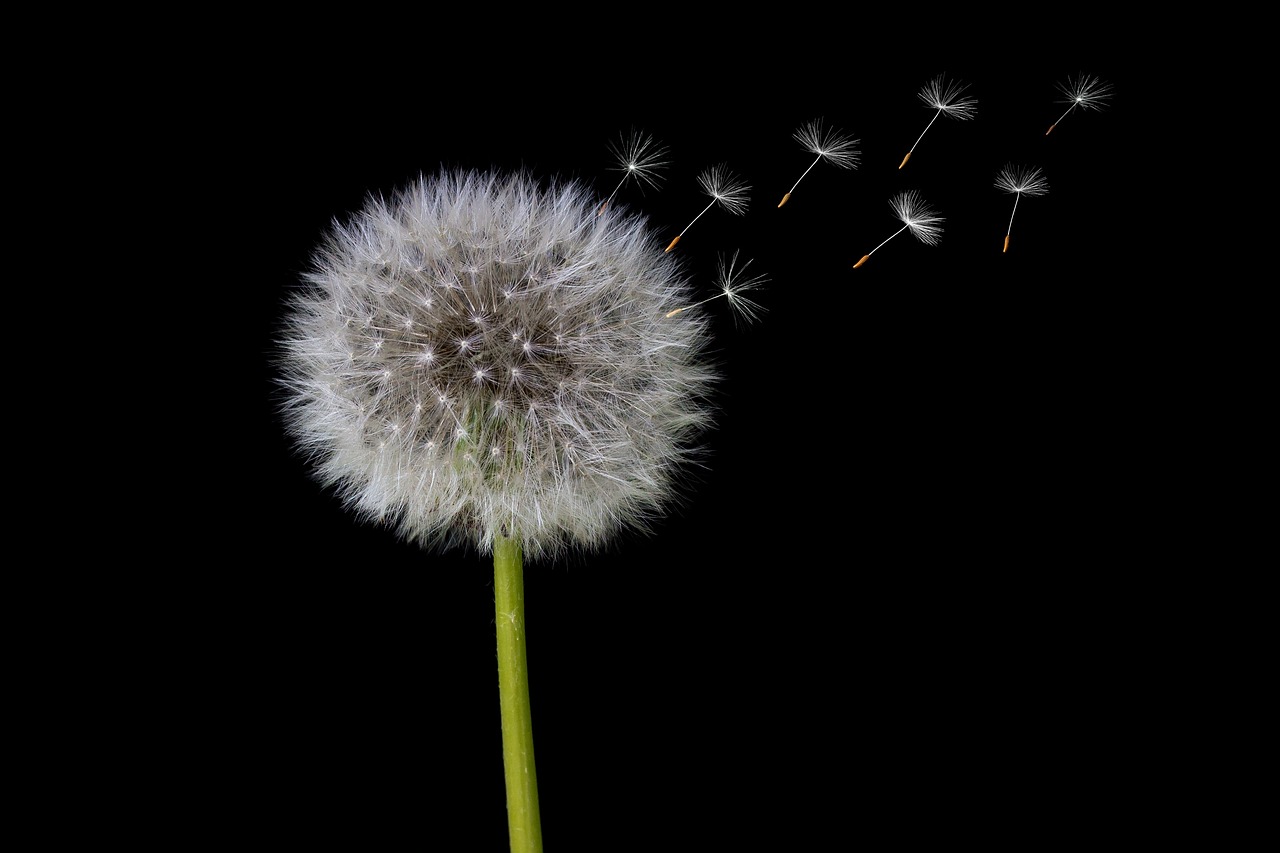 dandelion, seeds, dandelion seeds
