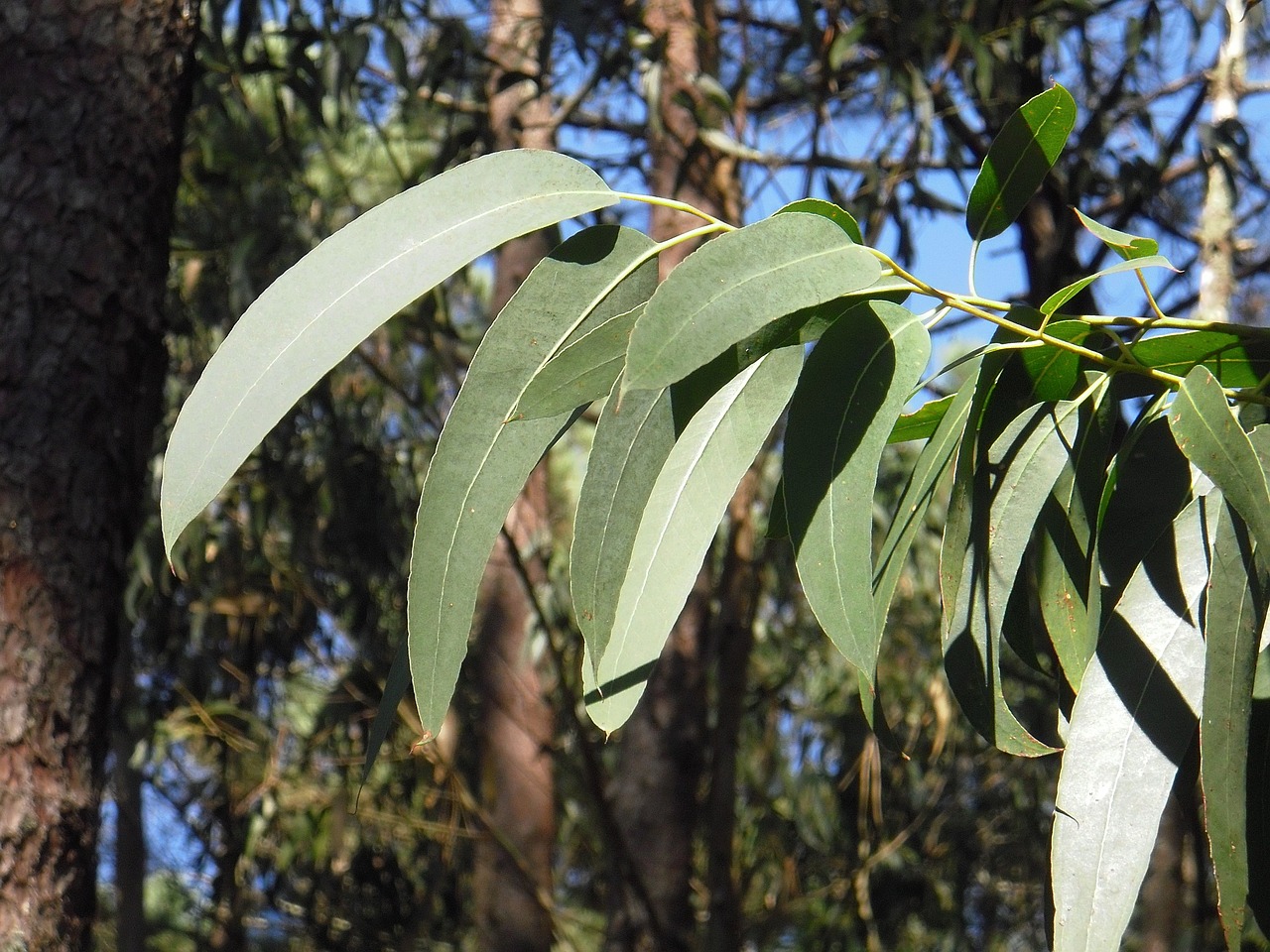 eucalyptus, leaf, sheets