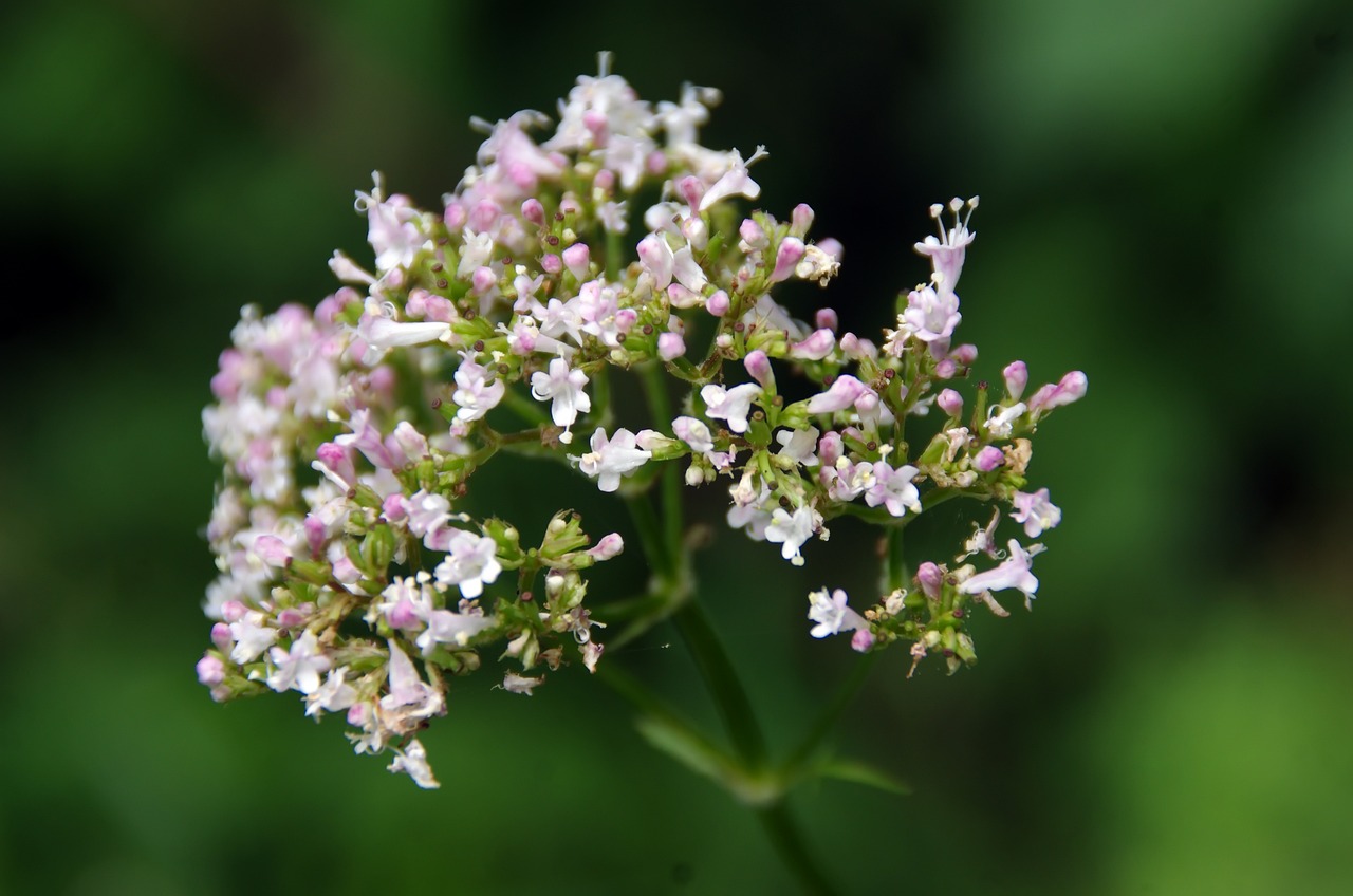 flor, valeriana, inflorescencia