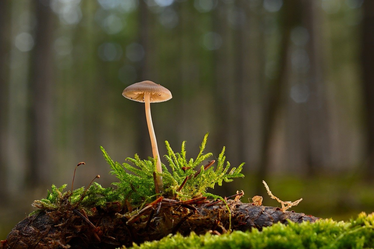 mushroom, helmling, moss