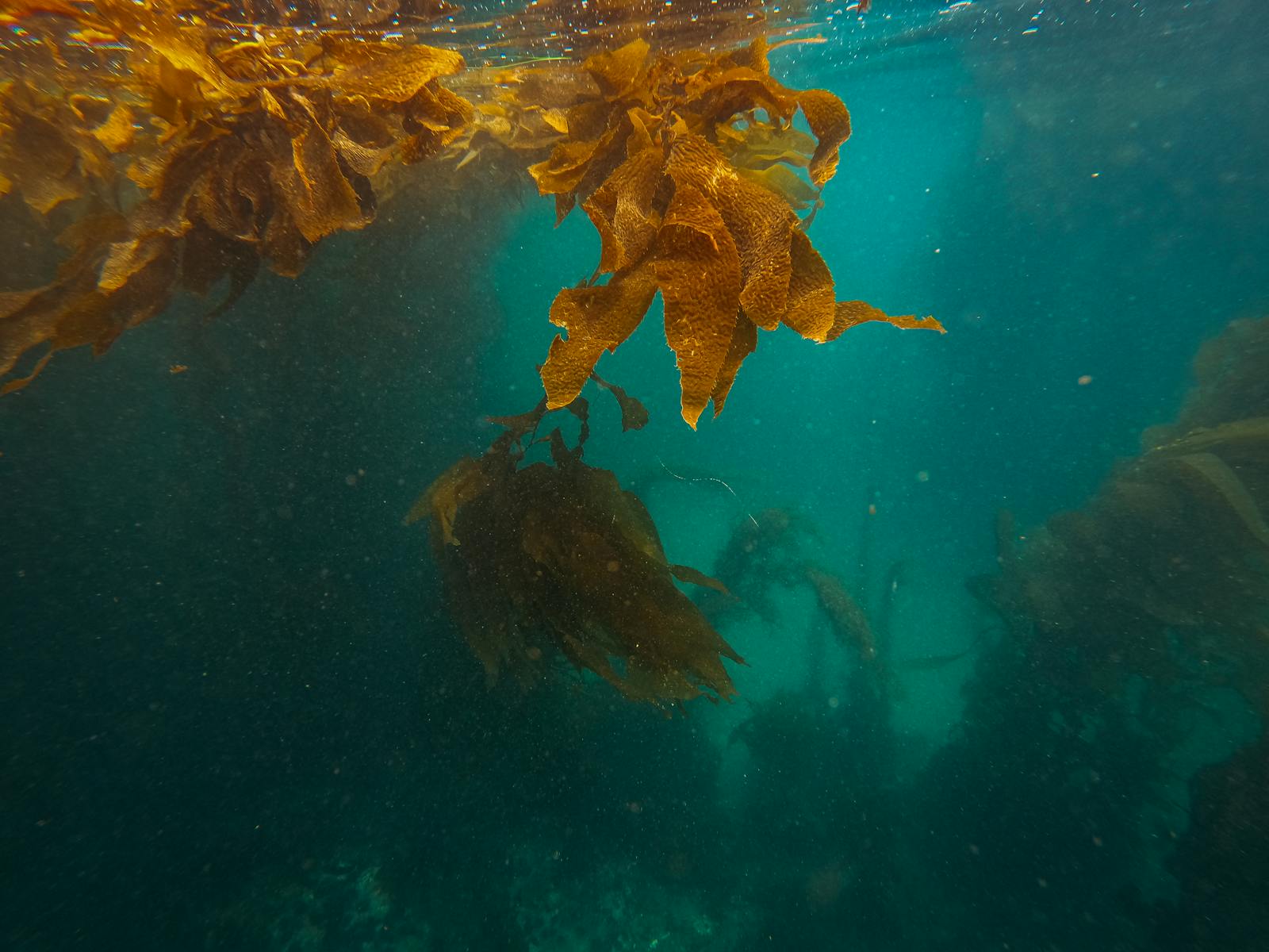 Brown and Black Turtle in Water